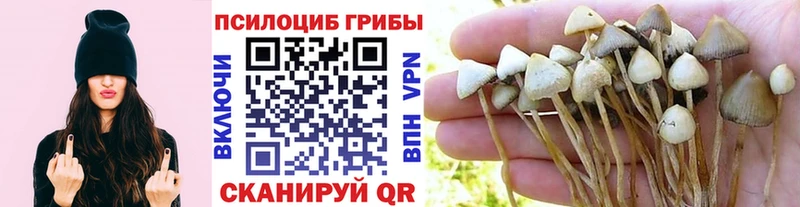 Галлюциногенные грибы Psilocybe  купить наркотик  это как зайти  Махачкала 
